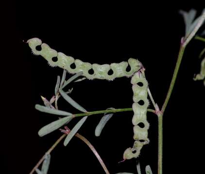 Image of Hippocrepis ciliata Willd.