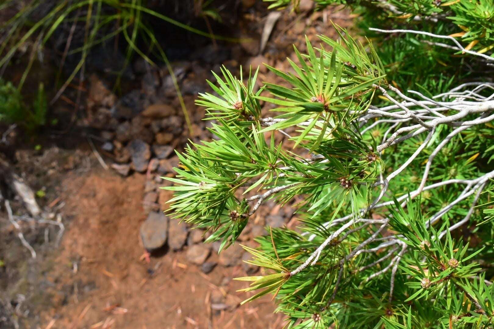 Слика од Melaleuca brongniartii Däniker