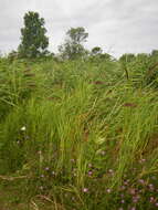 Image of Phragmites australis subsp. australis