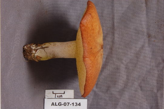 539.ont alg 07 134 1 1186146772 jpg.580x360