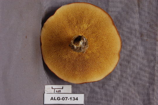 539.ont alg 07 134 2 1186146836 jpg.580x360