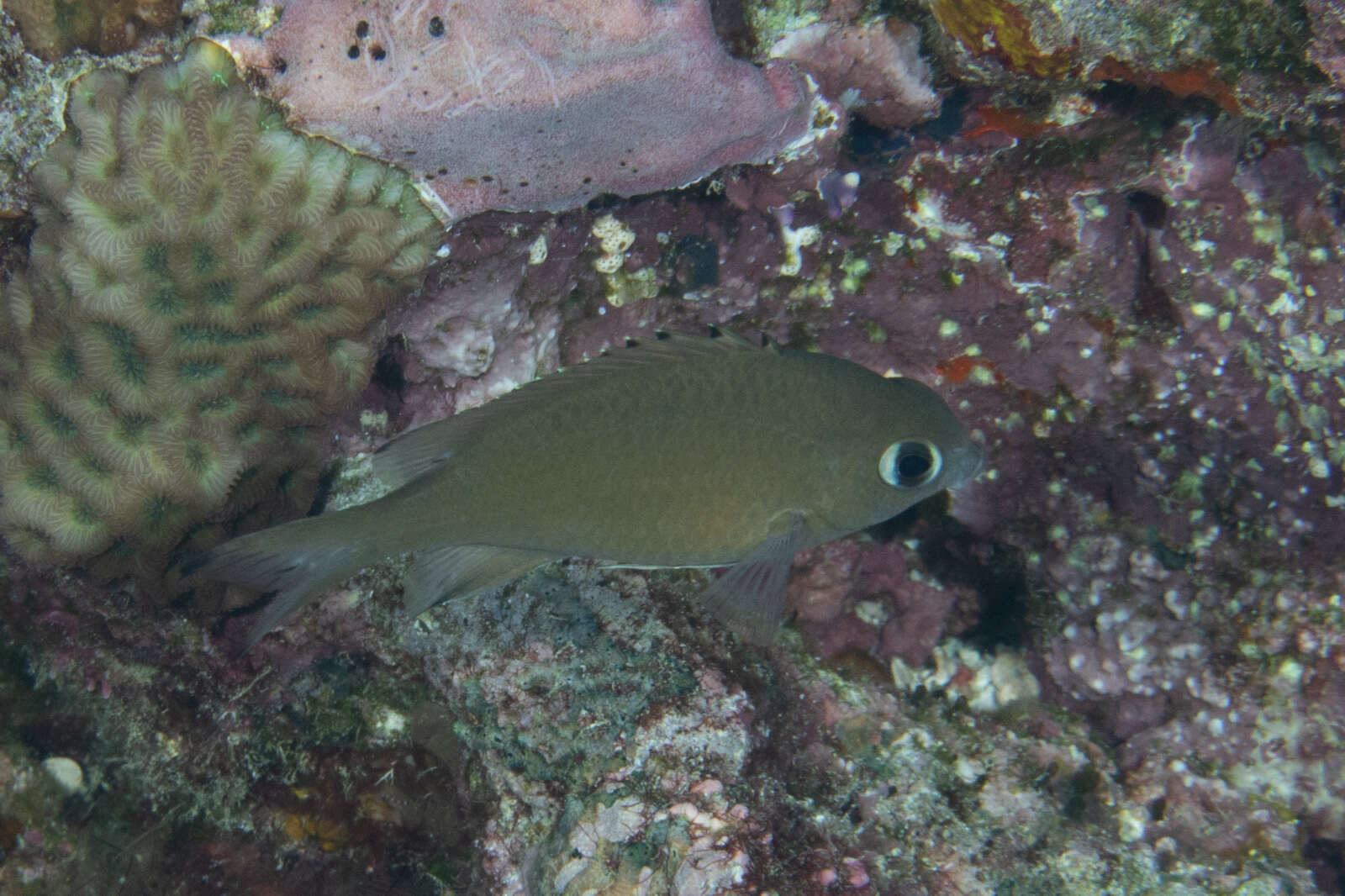 Image of Brown chromis