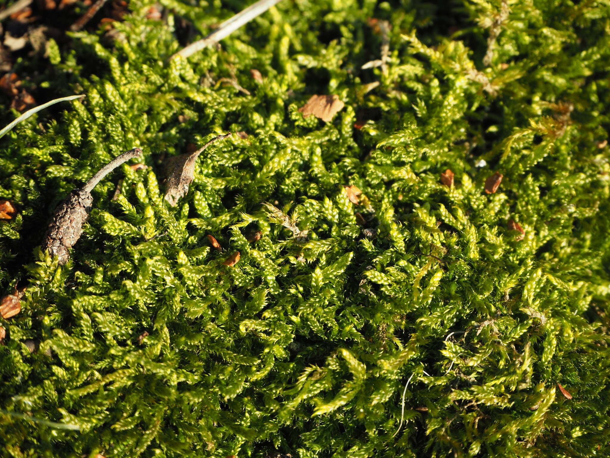 Image of hypnum moss