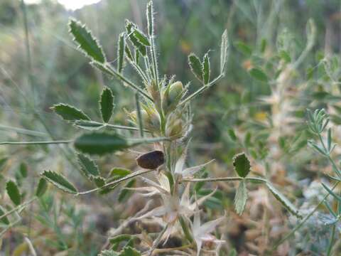 Слика од Ononis pusilla L.