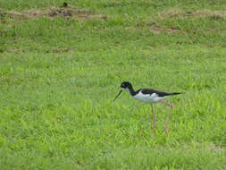 Image of Hawaiian stilt