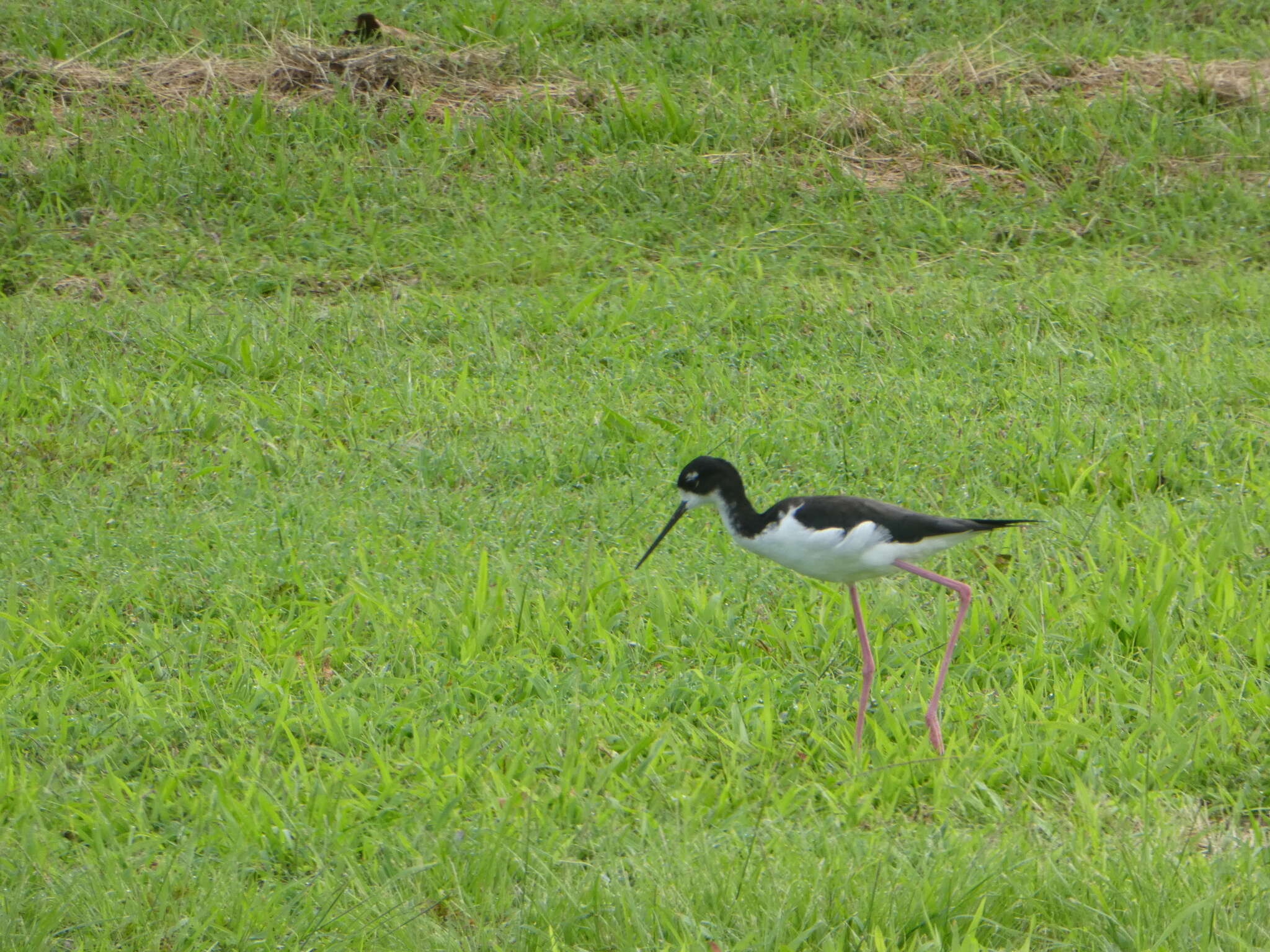 Image of Hawaiian stilt