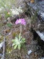 Image of Primula laurentiana Fern.