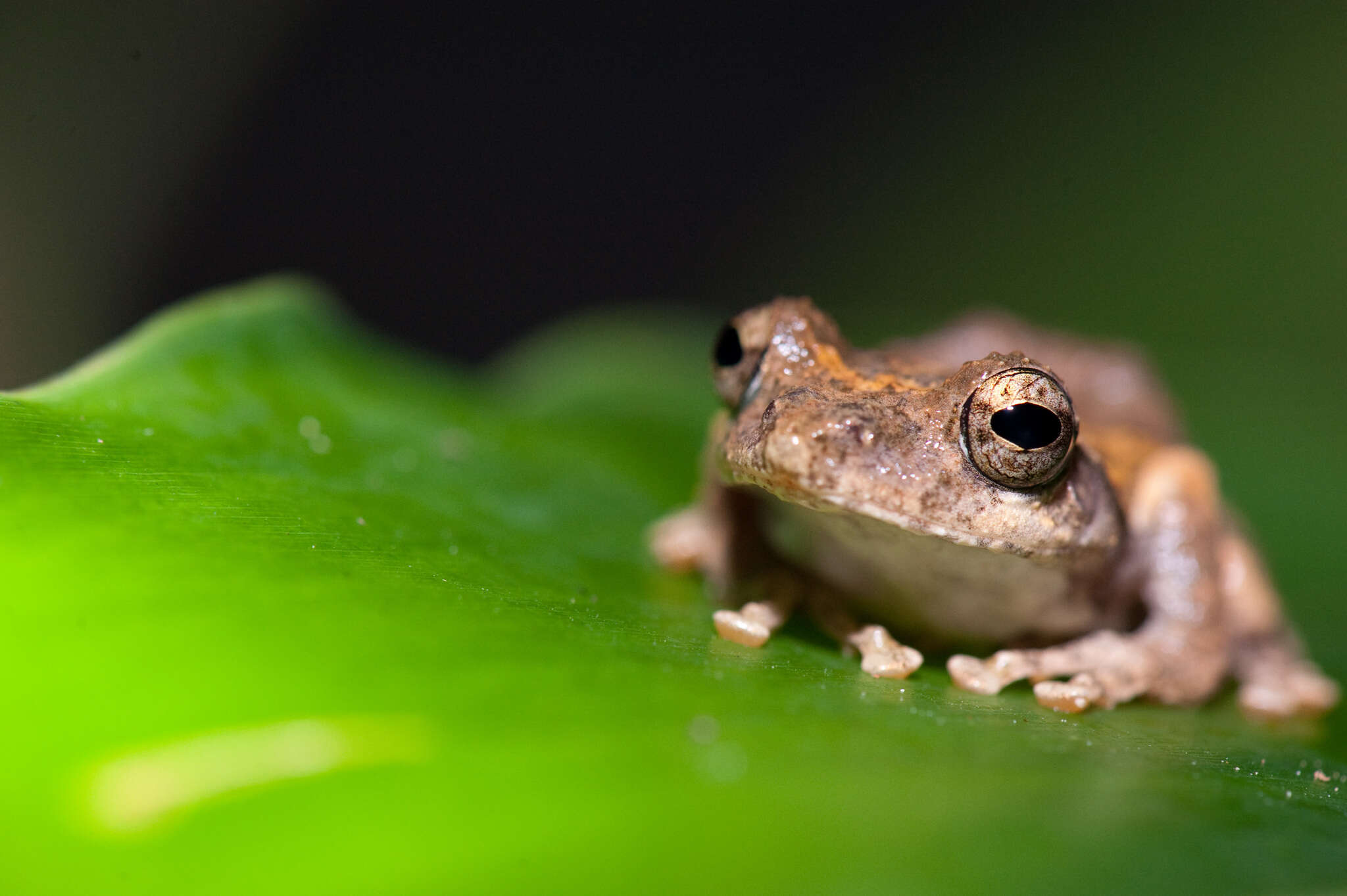 Image of Temple Tree Frog