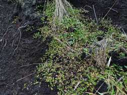 Image of Acaena microphylla subsp. obscurascens Bitter