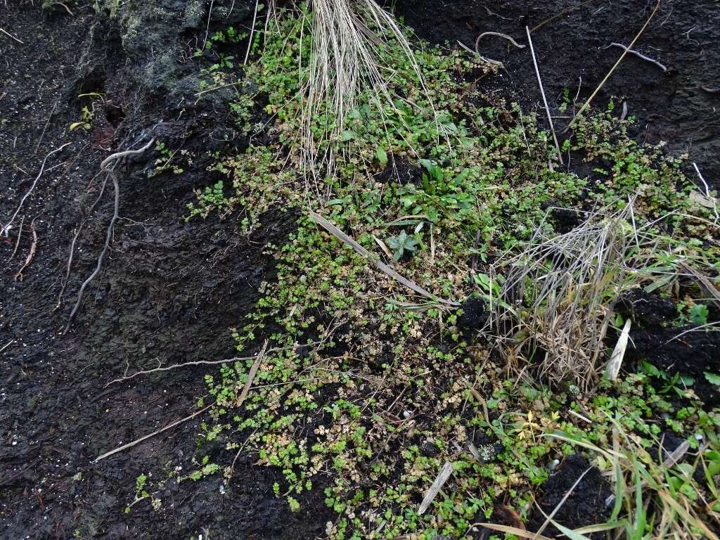 Image of Acaena microphylla subsp. obscurascens Bitter