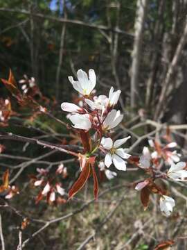 Image of Allegheny Serviceberry