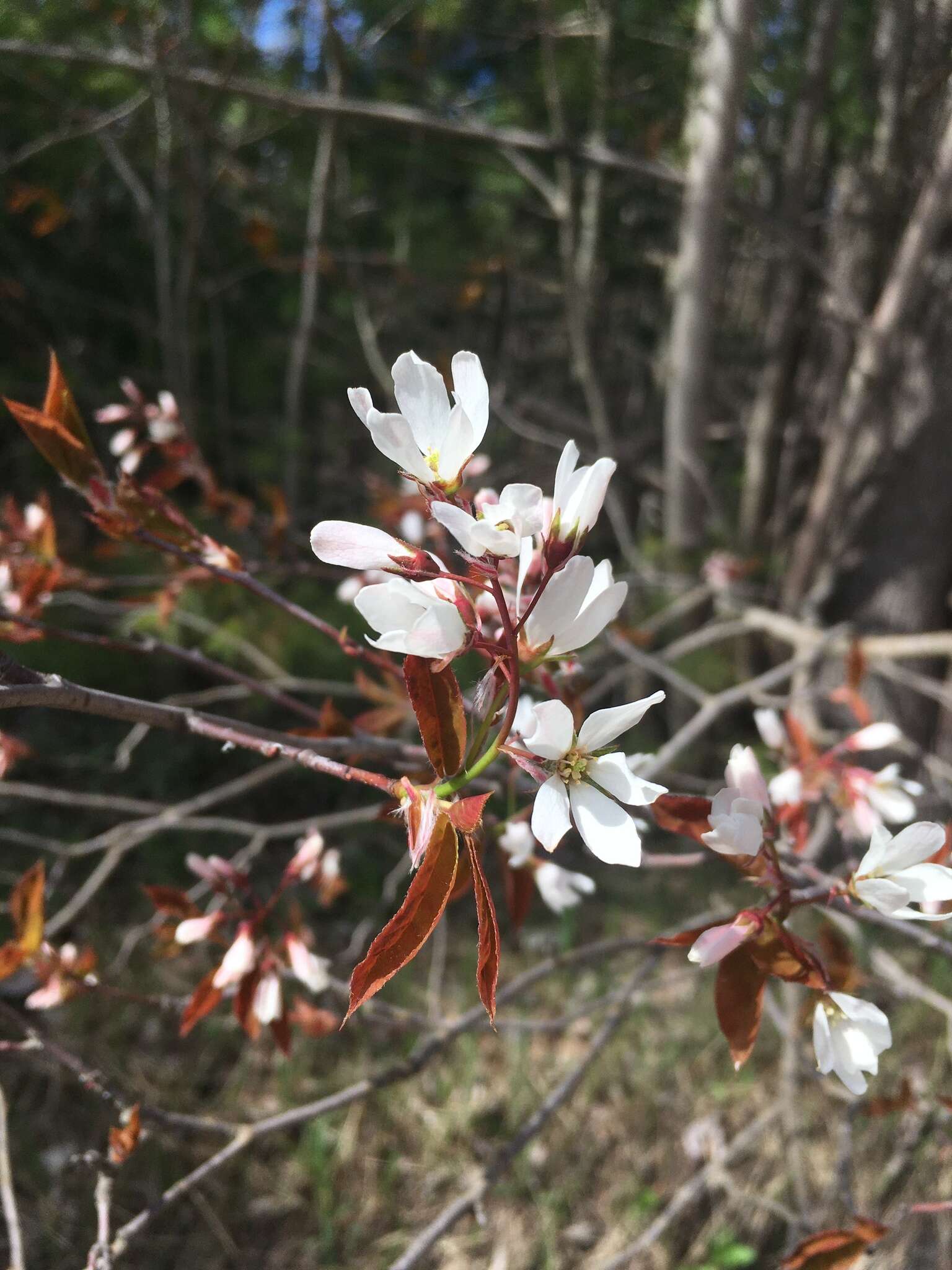 Image of Allegheny Serviceberry