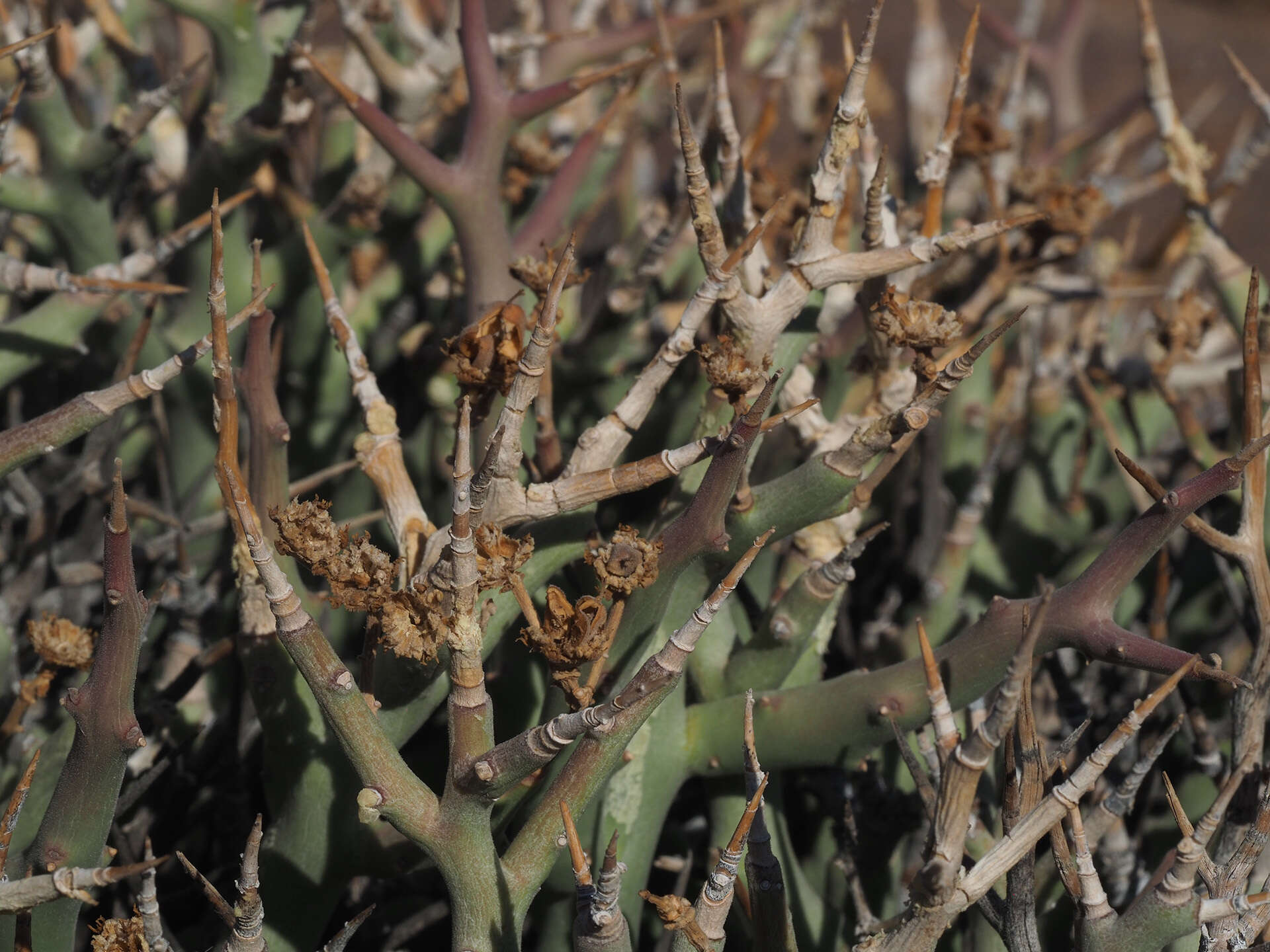 Sivun Euphorbia lignosa Marloth kuva