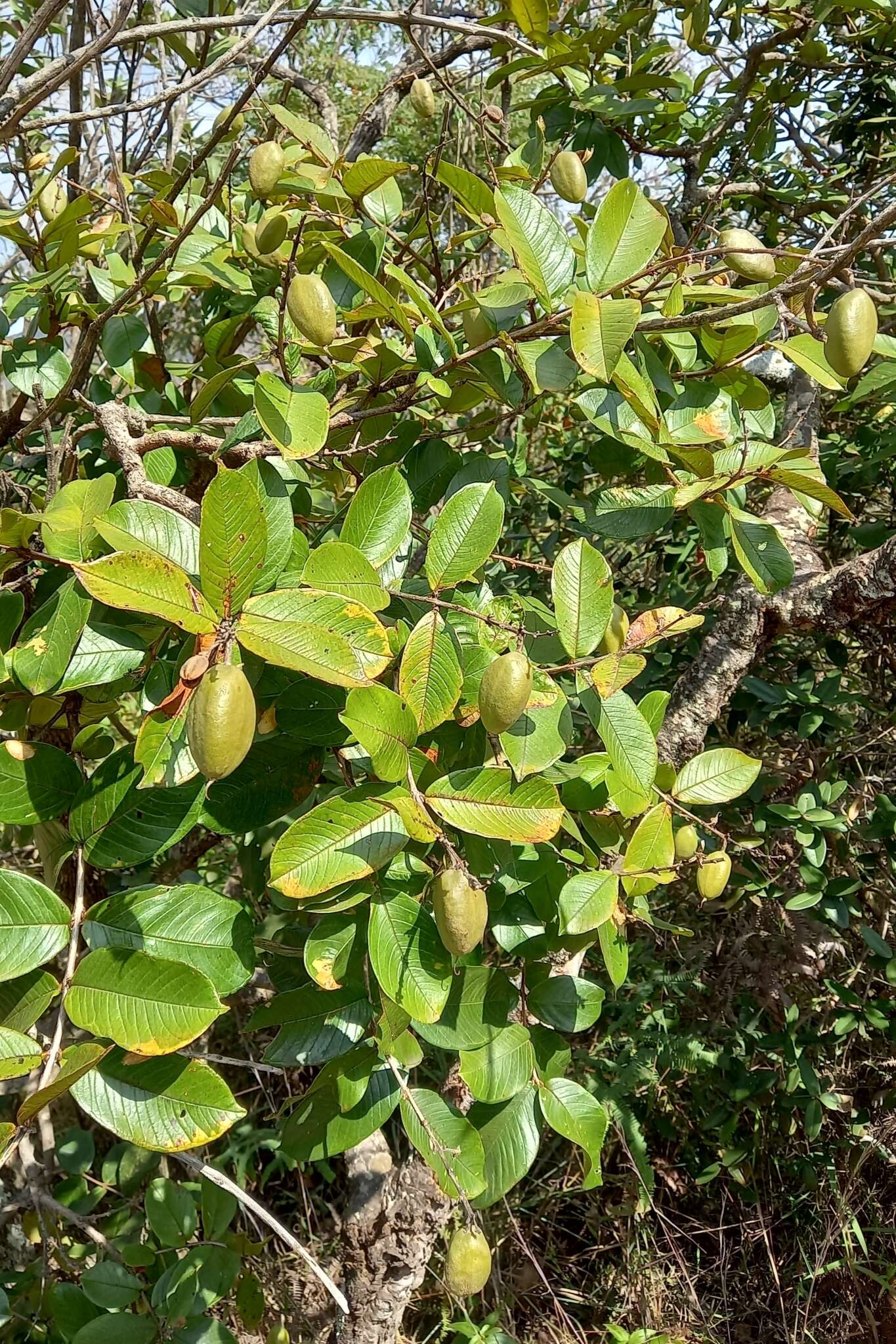 Image de Qualea multiflora Mart.