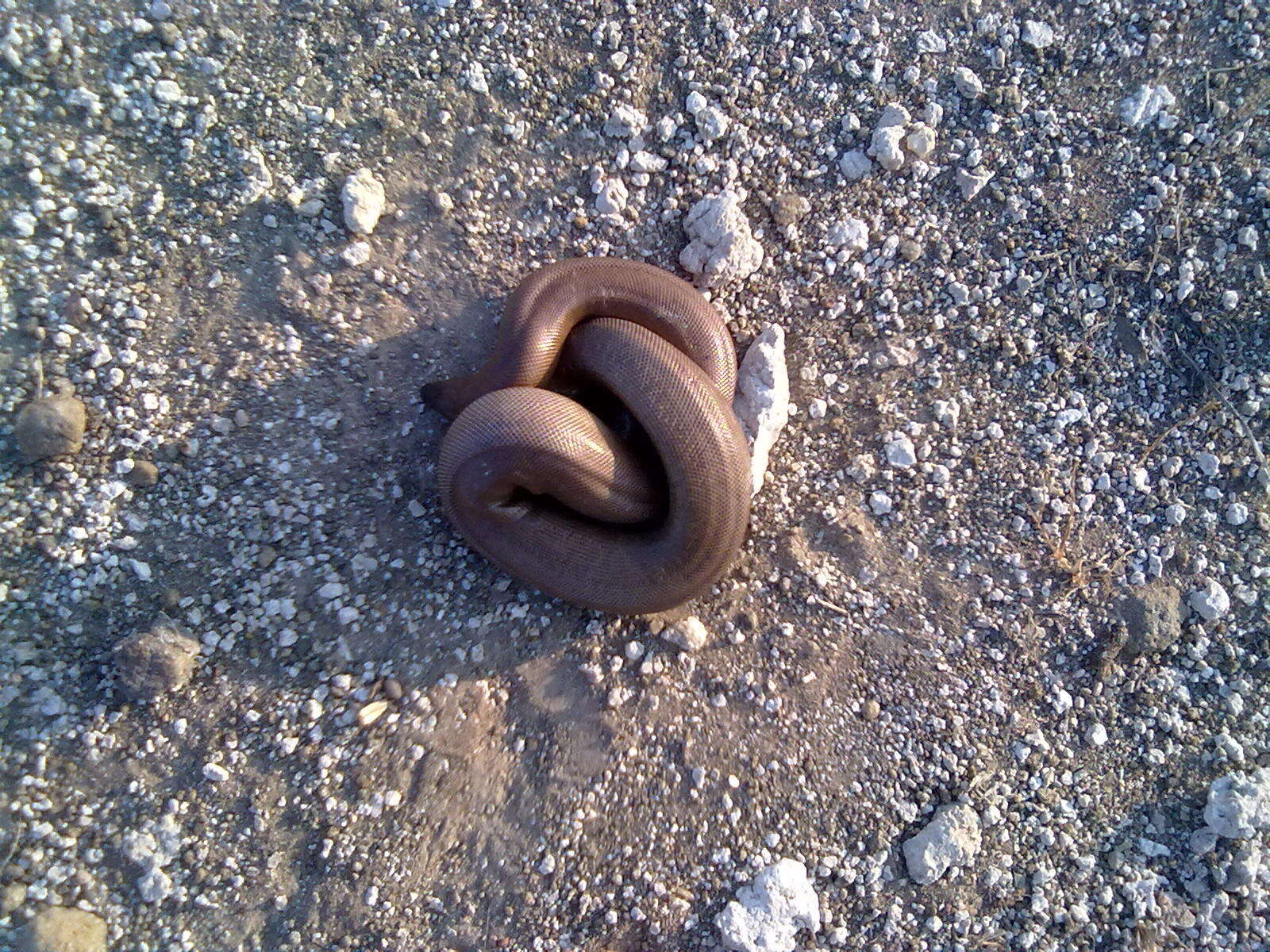 Image of Brown Sand Boa