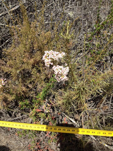 Imagem de Eriogonum fasciculatum Benth.