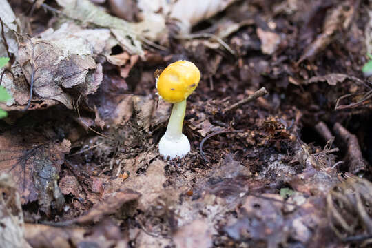 Image of Orange Amanita