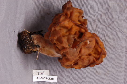 539.ont alg 07 228 1 1186423076 jpg.580x360