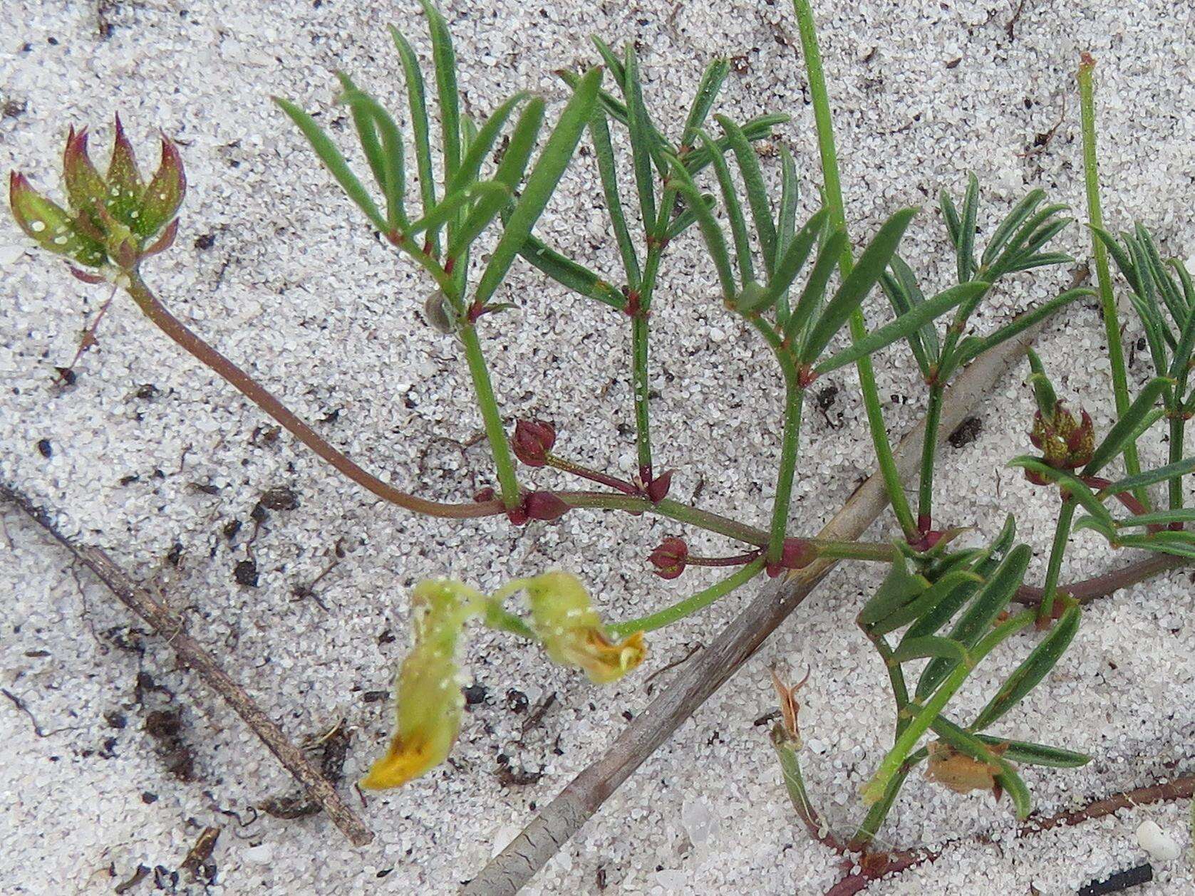 Image of Rhynchosia ferulifolia Harv.