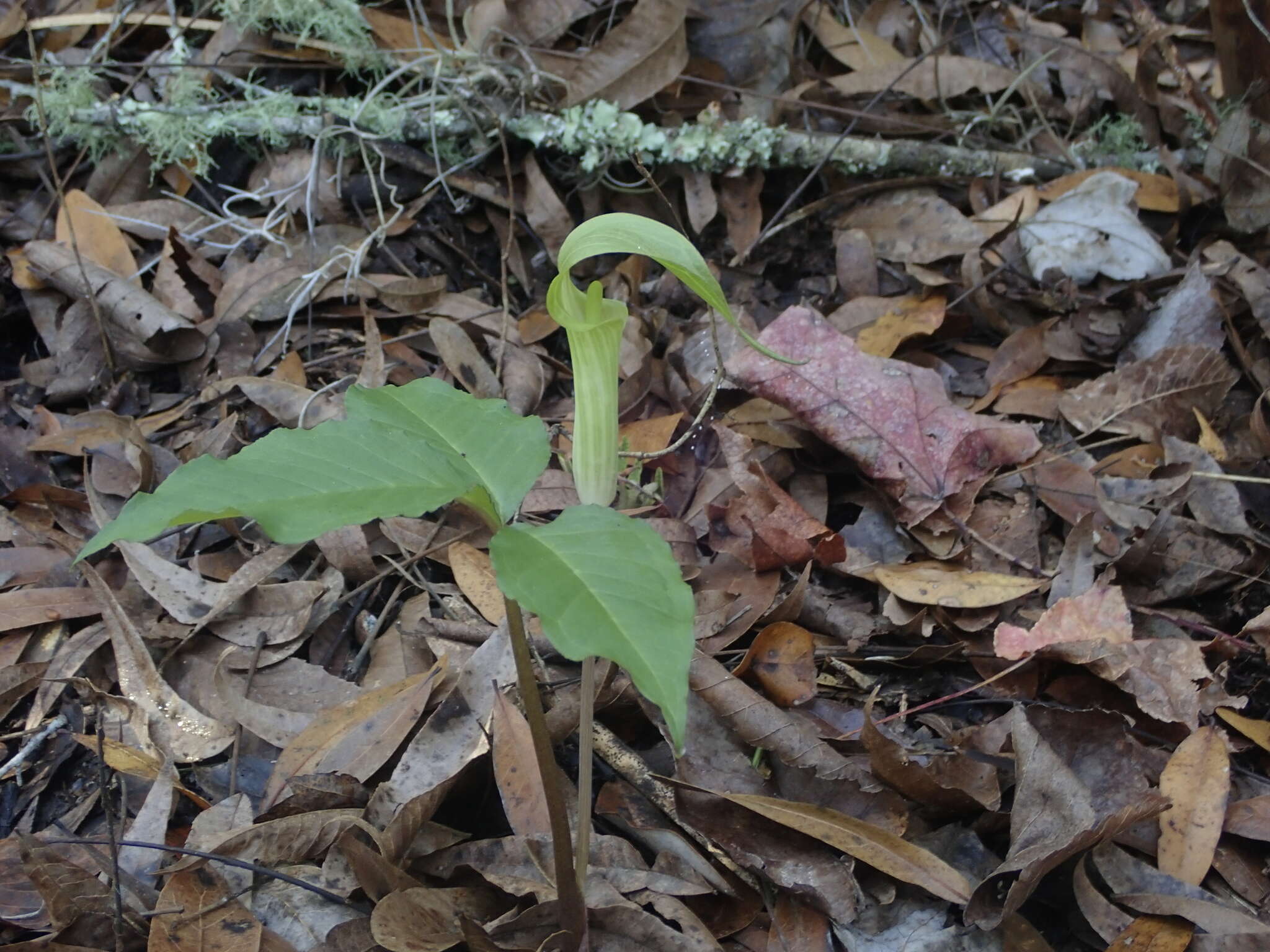 Слика од Arisaema triphyllum (L.) Schott