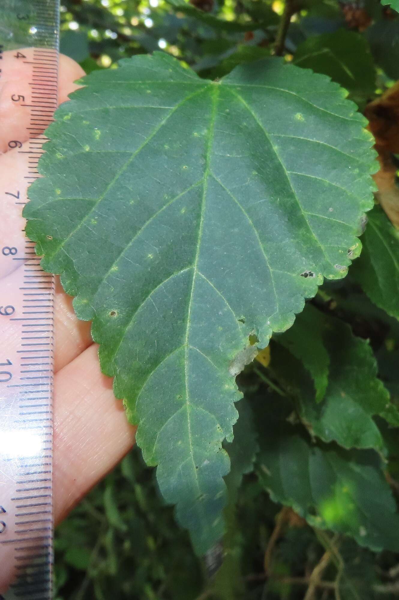 Sivun Dombeya tiliacea (Endl.) Planch. kuva