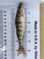 Image of Yellow Perch