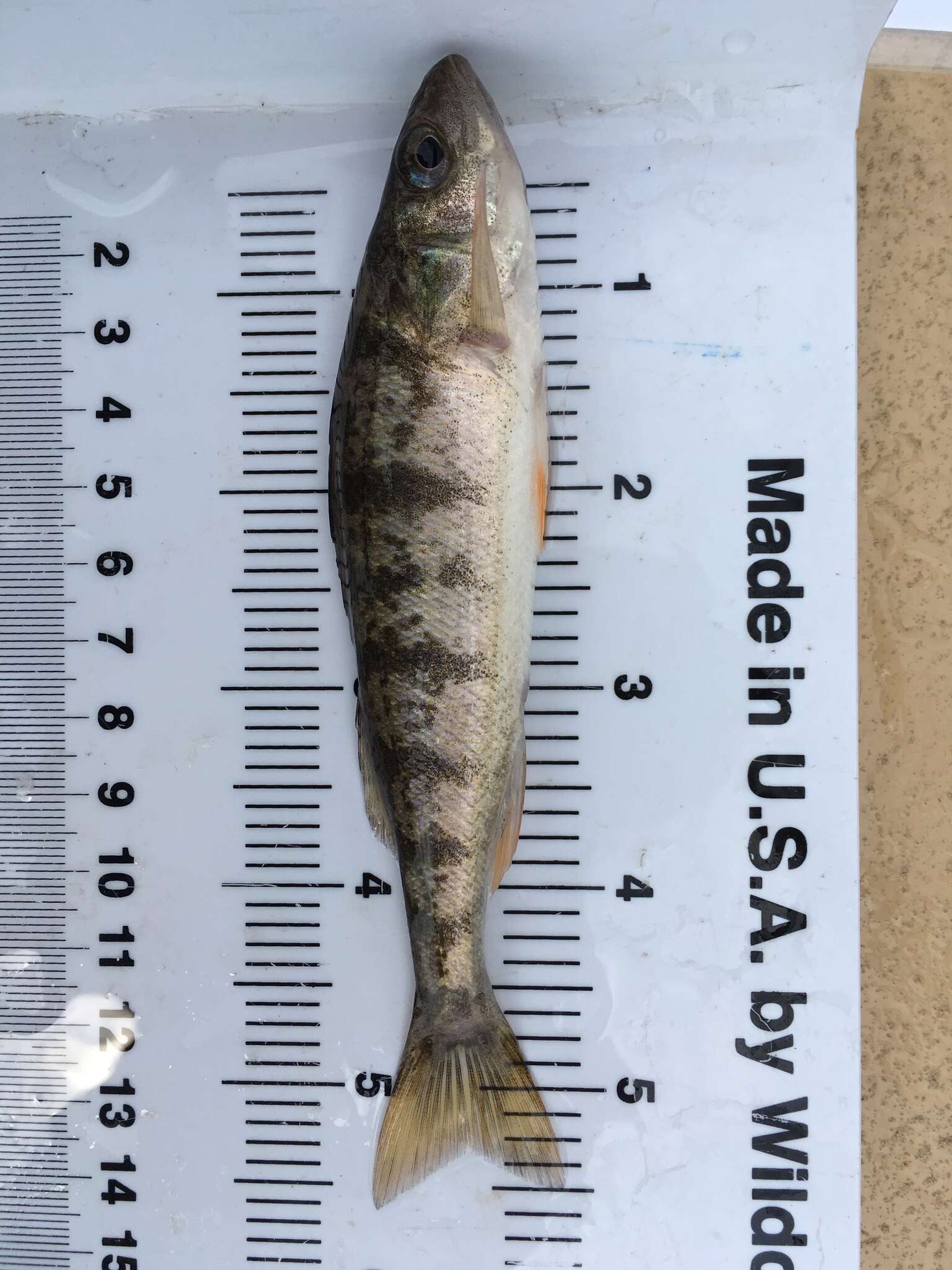 Image of Yellow Perch