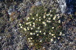 Image of entireleaf mountain-avens