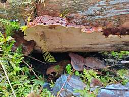 Image of Phellopilus