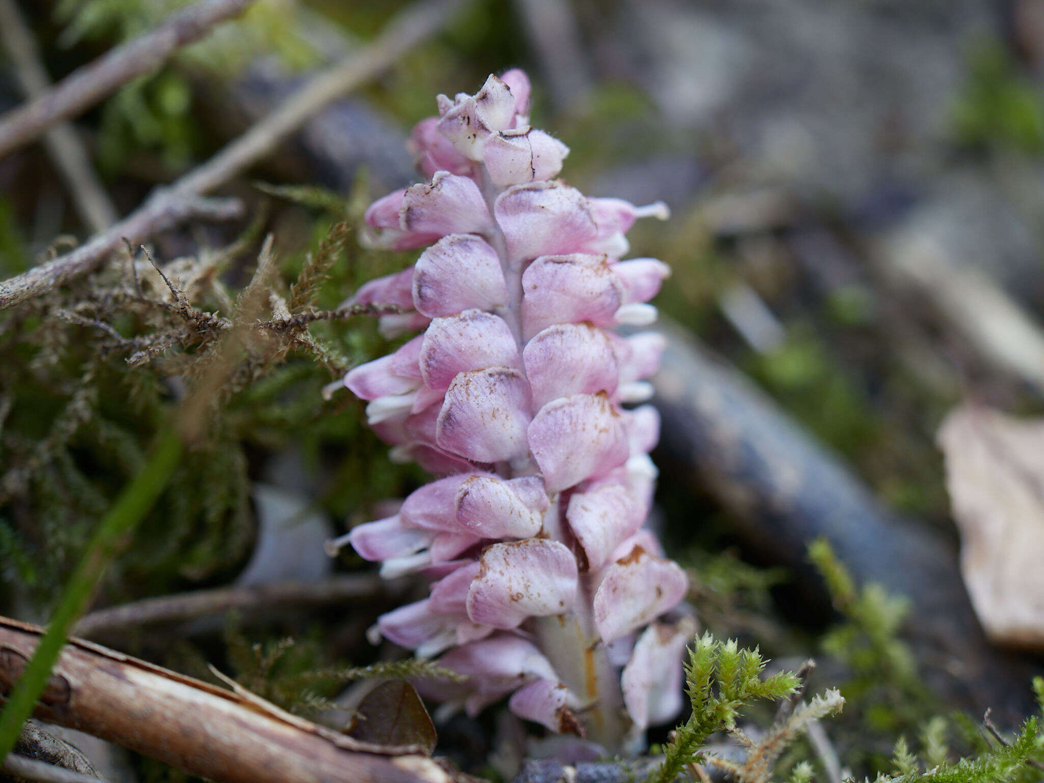 Lathraea squamaria L.的圖片