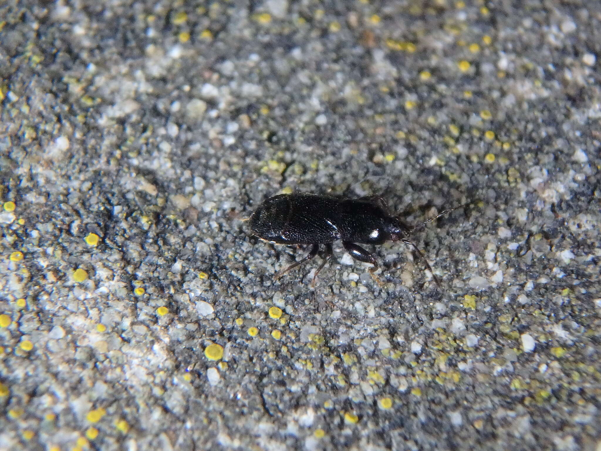 Image of Seed bug