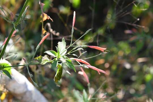 Image of Dicliptera sciadephora Donn. Sm.