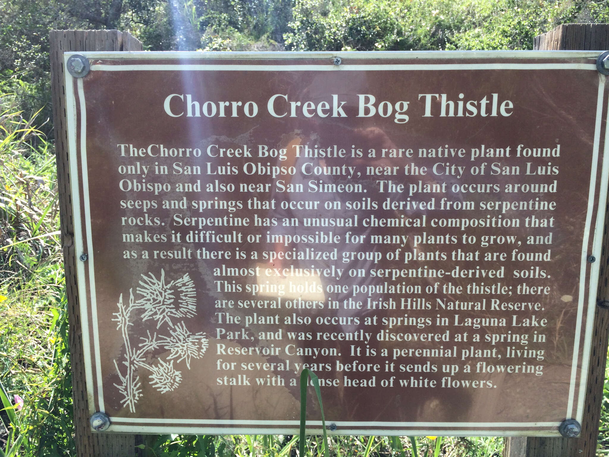 Image of Chorro Creek bog thistle