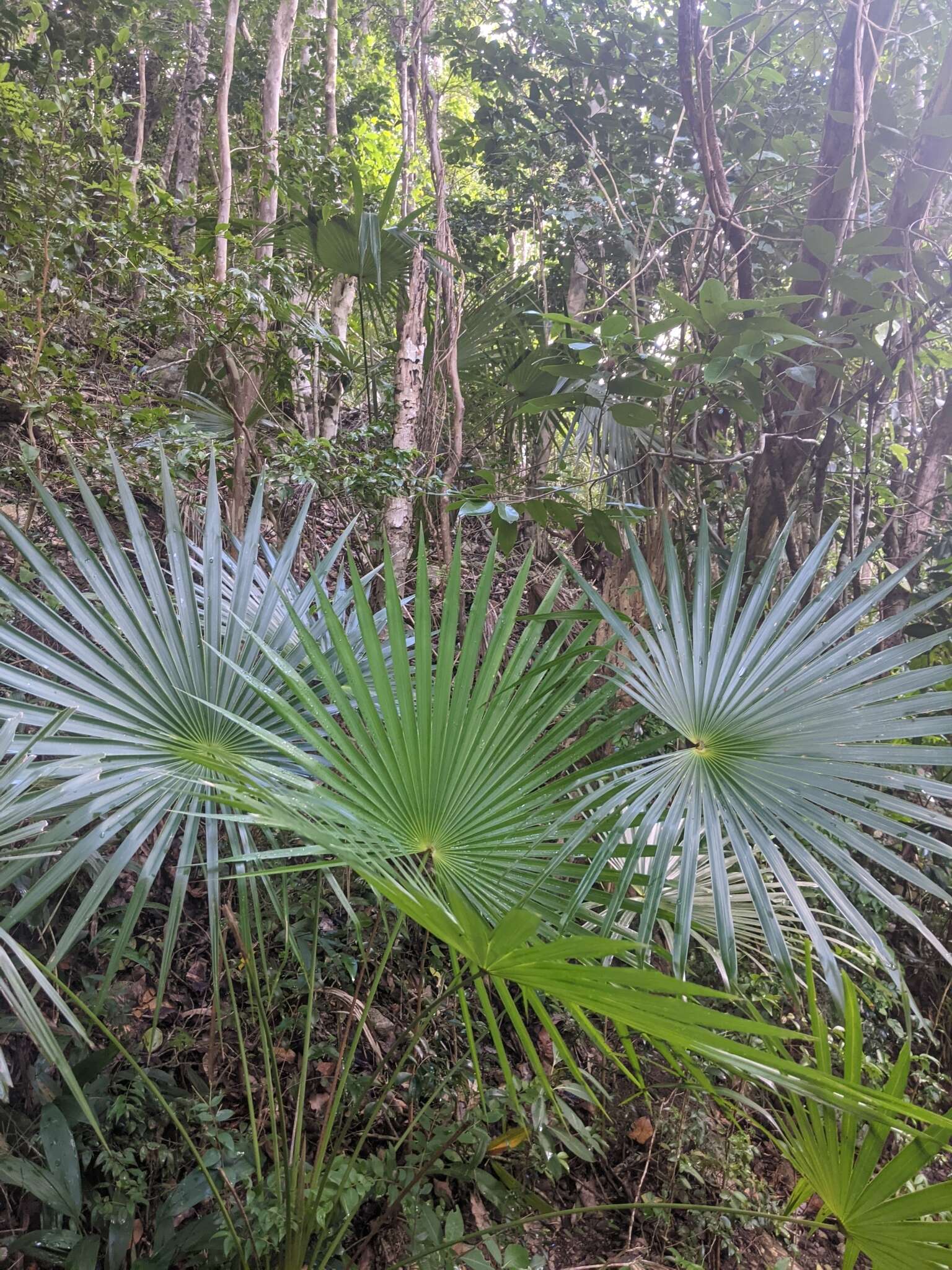 Coccothrinax alta (O. F. Cook) Becc.的圖片