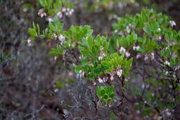 Слика од Arctostaphylos densiflora M. S. Baker