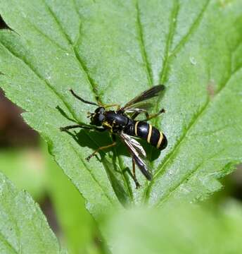 صورة Temnostoma angustistriatum Krivosheina 2002