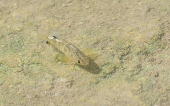 Image of Yucatan pupfish