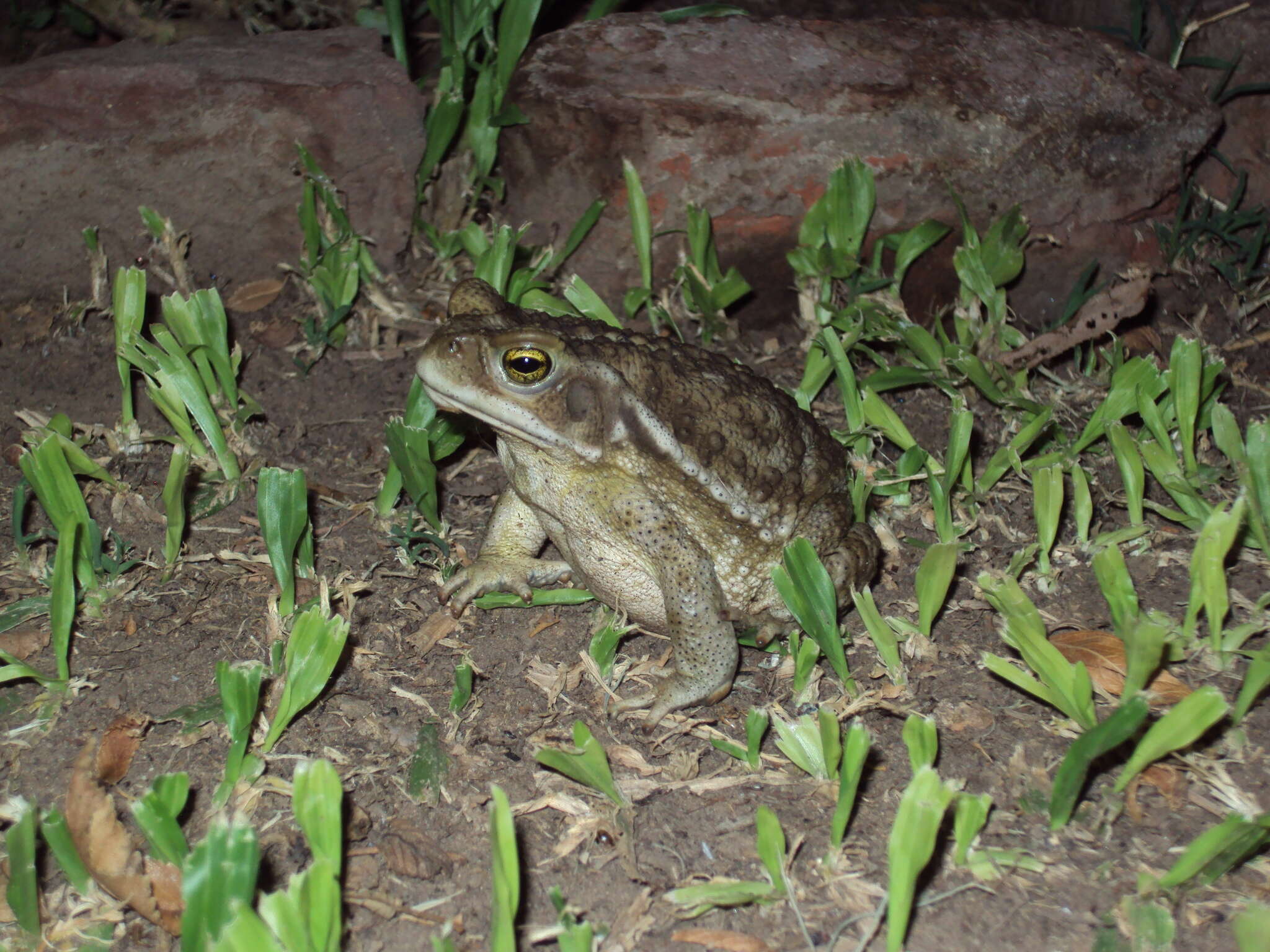 Image of Argentine toad