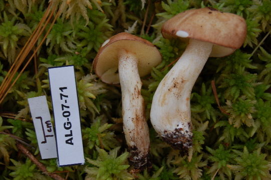 539.ont alg 07 71 2 1185986400 jpg.580x360