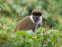 Image of Bale Monkey