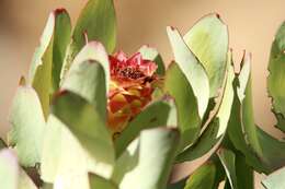 Image of Leucadendron pubibracteolatum I. J. M. Williams