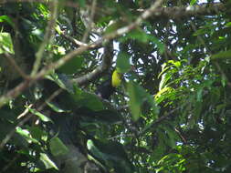 Image of Keel-billed Toucan