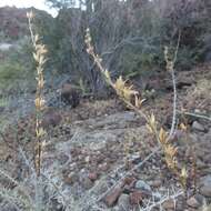 Imagem de Fouquieria burragei Rose