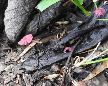 Image of Marasmius haematocephalus (Mont.) Fr. 1838