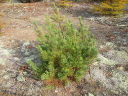 Image of Chinese Juniper