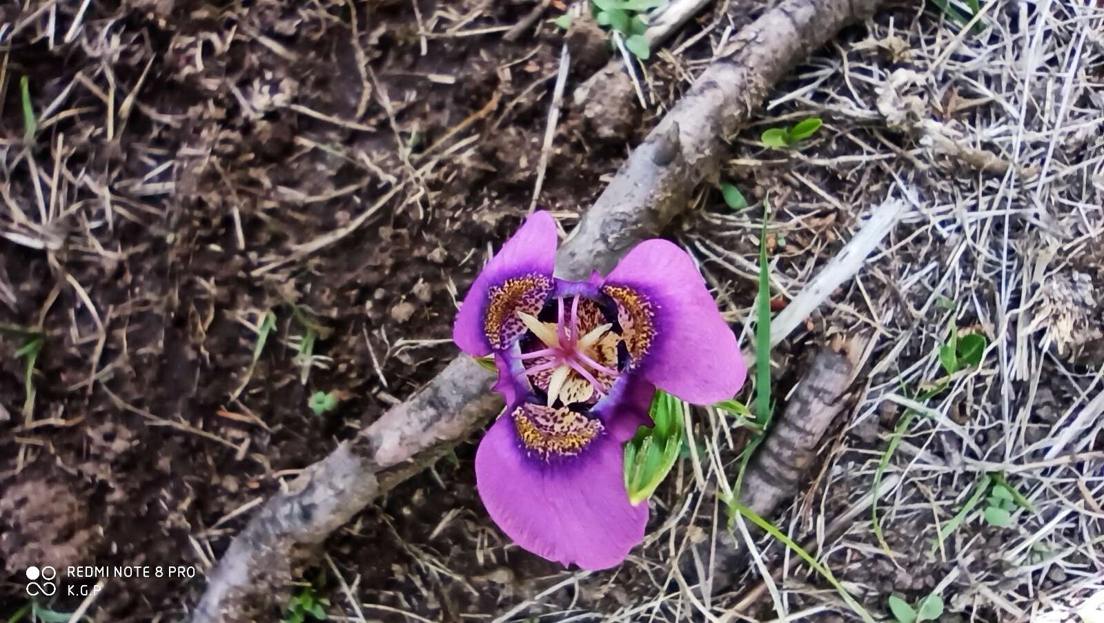 Image of Tigridia augusta Drapiez