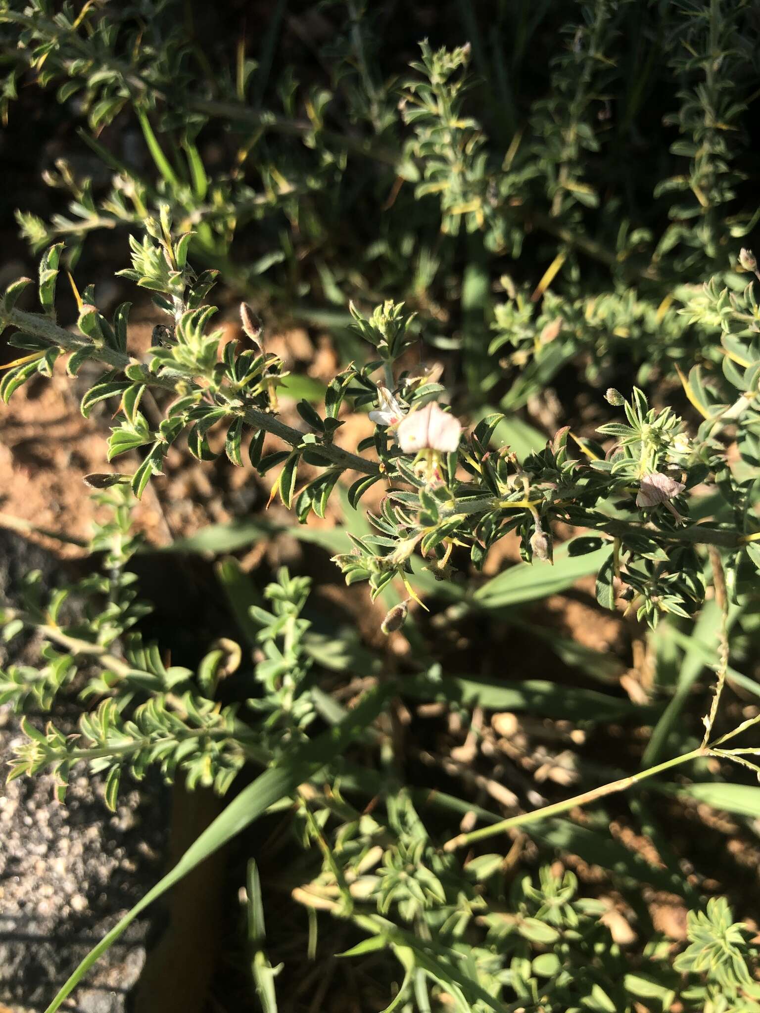 Image of Indigofera circinnata Harv.