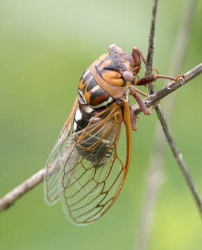 Image of Bush Cicada