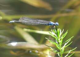 Imagem de Caliagrion billinghursti (Martin 1901)