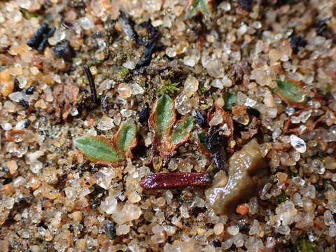 Image of Riccia campbelliana M. Howe